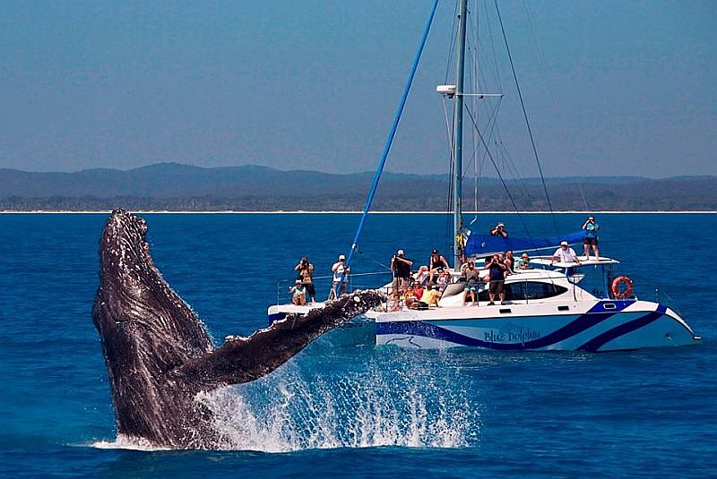 When at Sandy Footprints Holiday House,Take a Whales viewing Tour